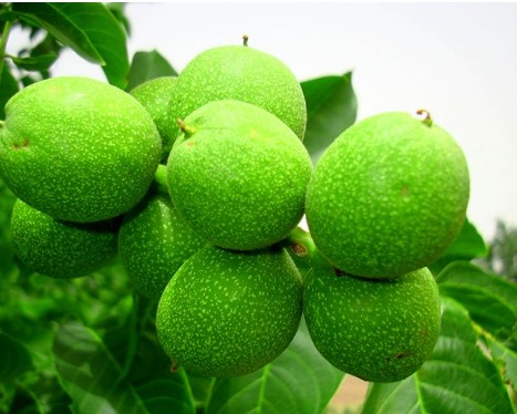 نهال گردو ممتاز پیوندی